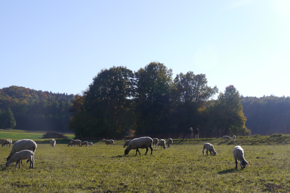 Schafherde
