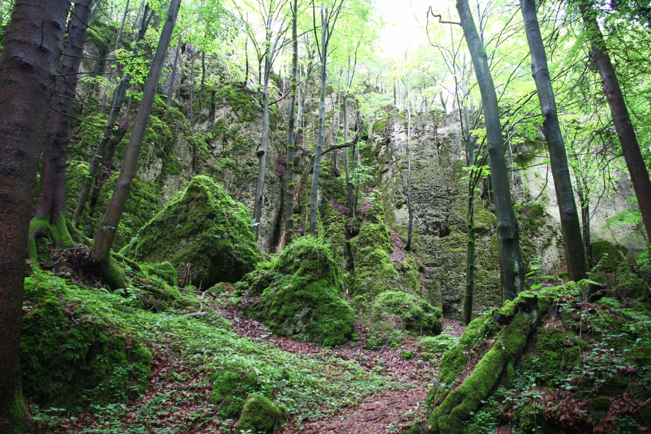 Wald